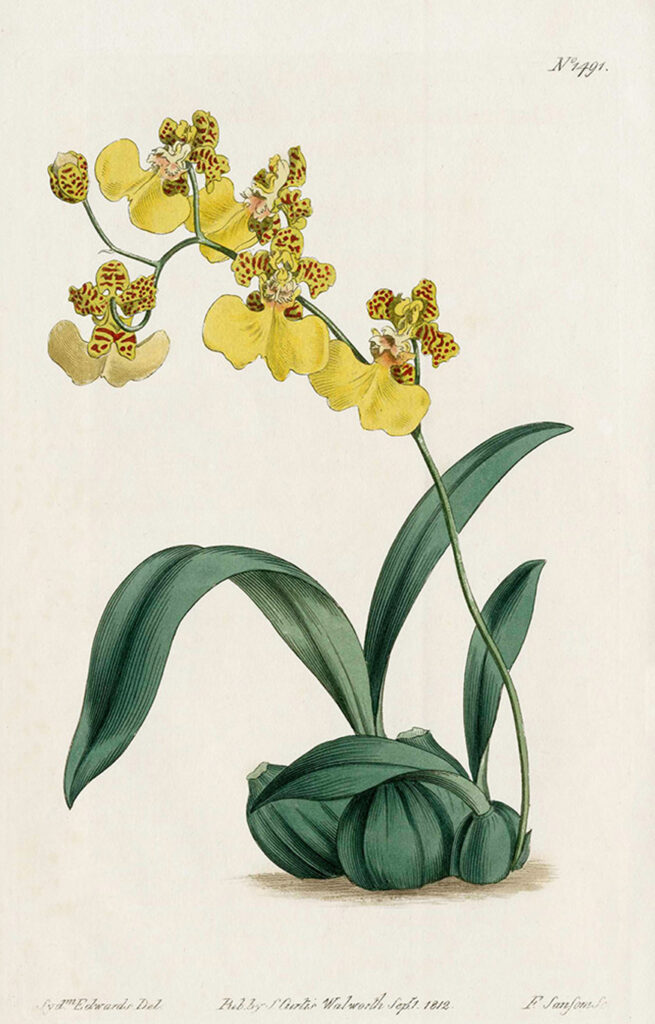 Orchis botanical ilustration