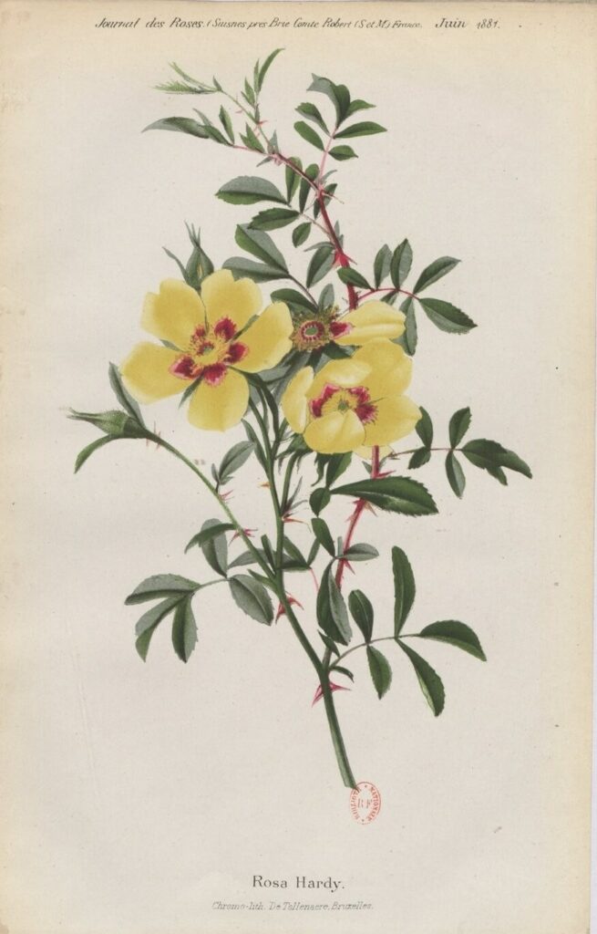 Madame Scipion Cochet, Rosa Hardy, 1881